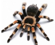 Павук в будинку, на стелі, кухні – прикмети і забобони про павуків